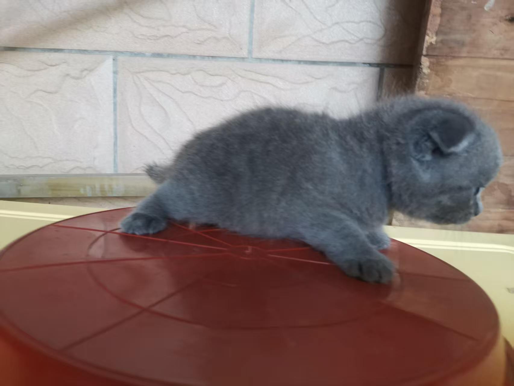 紫金渐层猫(白)公➕英国短毛猫(蓝)母